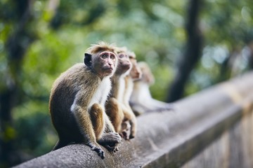 Group of cute monkeys