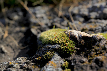 green moss on a gray stone wall in the spring, blurred background.