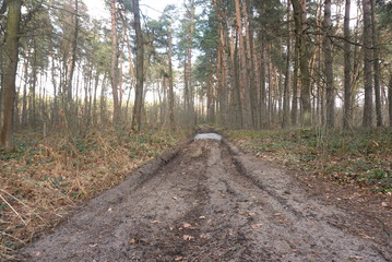 Fototapeta premium forest swamp road