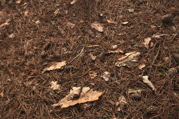Forest floor covered with needles 
