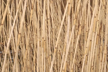 Dry Reeds In The Winter