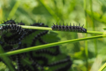 Raupe des Tagpfauenauges