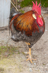 Animale da cortile-Rooster comb-gallo