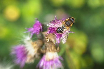 Mistbiene (Eristalis tenax)