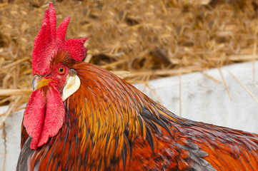 colorful rooster, close-up