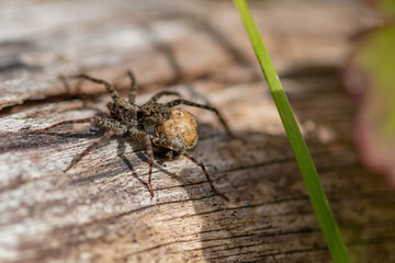 Spinne V