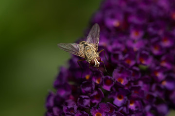 Fliege auf Flieder