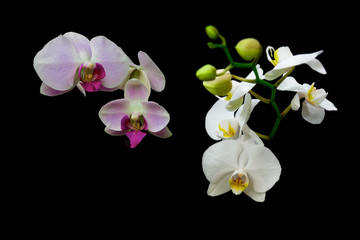 different flowers of orchids on a black background