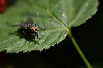 Schmeißfliege III