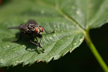 Schmeißfliege II