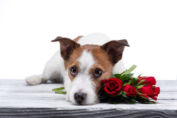 dog lies with a flower . Jack Russell on a white background in the Studio. Festive pet. Valentine's day