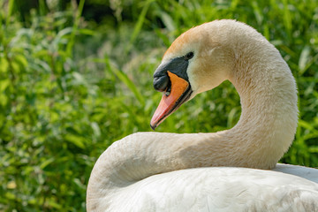 Obraz premium Schwan I