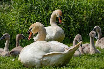 Schwanenfamilie IV