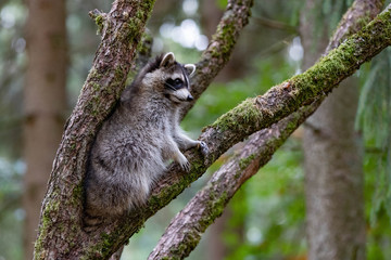 Waschbär einzeln IV