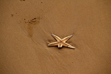 Fototapeta na wymiar Estrella de mar