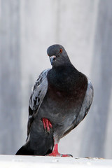 pigeon on a white background