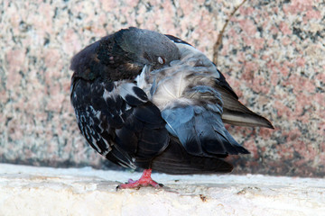 sleep pigeon on ground