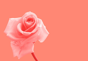 Pink rose on pink-coral background. Botany. Flower. Valentine's day and international women's day background