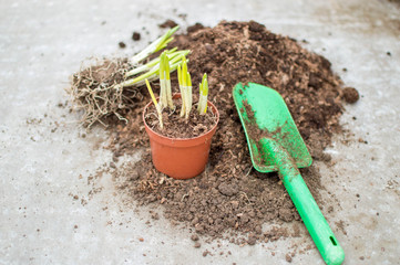 Flower bulbs on the table with a pot, gardener gloves and graft for transplanting. Country style. Gardening concept.