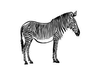 Fototapeta na wymiar Graphical zebra standing isolated on white ,vector sketch for tattoo and printing