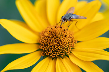 Margerite und Fliege I