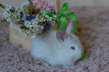 Cute white rabbits near a basket of flowers as a symbol of Easter.  Easter card with cute white...
