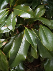 green leaves of a shrub