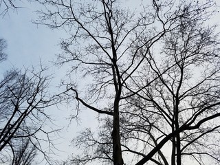 tree, winter, bare, deciduous, branches, sky, twilight, soft, natural light, silhouette, park, gardens
