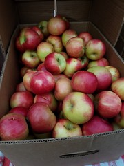 Apples at the farmer's market