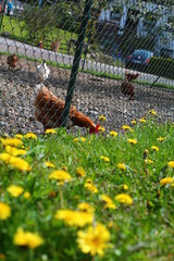 Red chicken breaking out from cage.