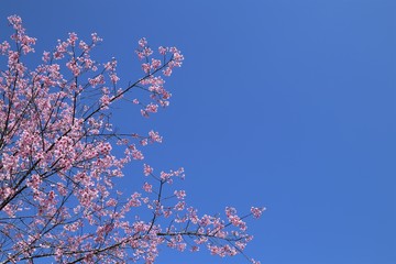 The beautiful field of blossoming pink wild Himalayan cherry flowers or Sakura of Thailand in Loei province with blue sky background