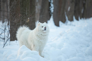 dog in snow