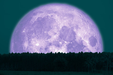 super snow moon back silhouette top pine on night sky
