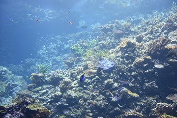 Unten im Meer