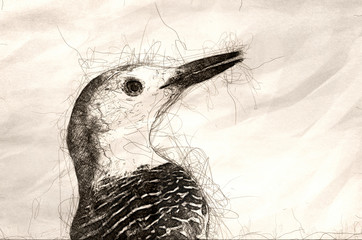 Sketch of the Profile of a Red Bellied Woodpecker,