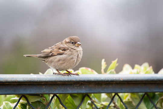 moineau domestique femelle