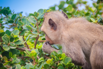 Cute monkey in a tree eating green leaves