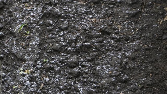 Snow falls on ground in nature. 4K 2160p 25fps UHD video.