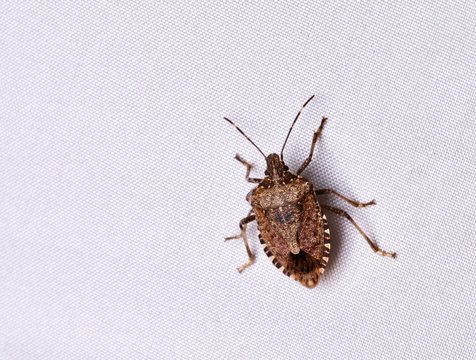 Cimice asiatica, Halyomorpha halys,