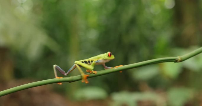 Funny frog walk. Beautiful exotic animal from central America. Red-eyed Tree Frog, Agalychnis callidryas, animal with big red eyes, in the nature habitat, Panama. Frog in the nature. Beautiful frog.