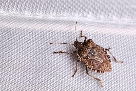 Cimice asiatica, Halyomorpha halys,
