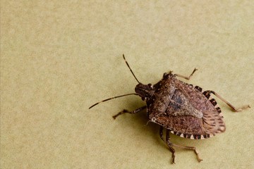 Cimice asiatica, Halyomorpha halys,