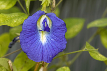 Clitoria ternatea