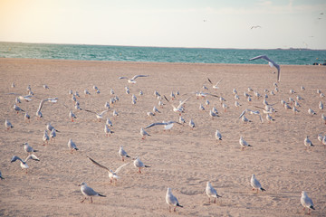 A flock of seagulls flying into the water