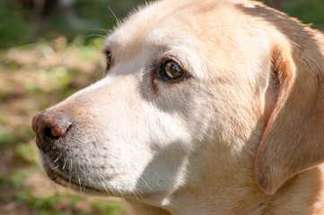  close up of old Yellow labrador