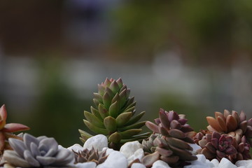 colorful succulent plant in gardening