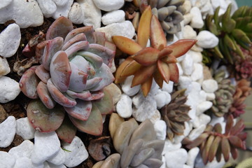 colorful succulent plant in gardening