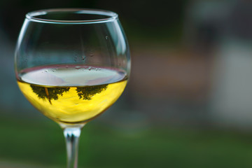 Wine. Reflection of vegetation on a glass of white wine . White wine on a green background.
