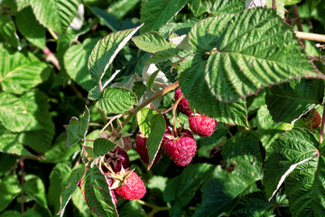 Raspberry bush with red ripe raspberries