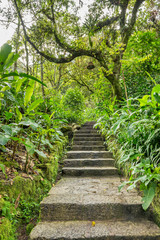 Obraz premium Stone staireway in jungle resort